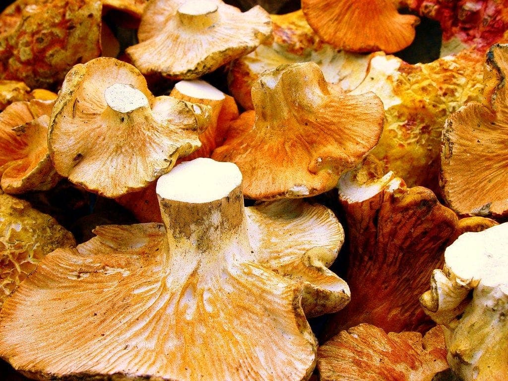 Champignons des bois