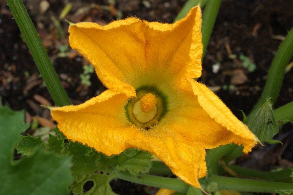 Fleur de courgette au potager